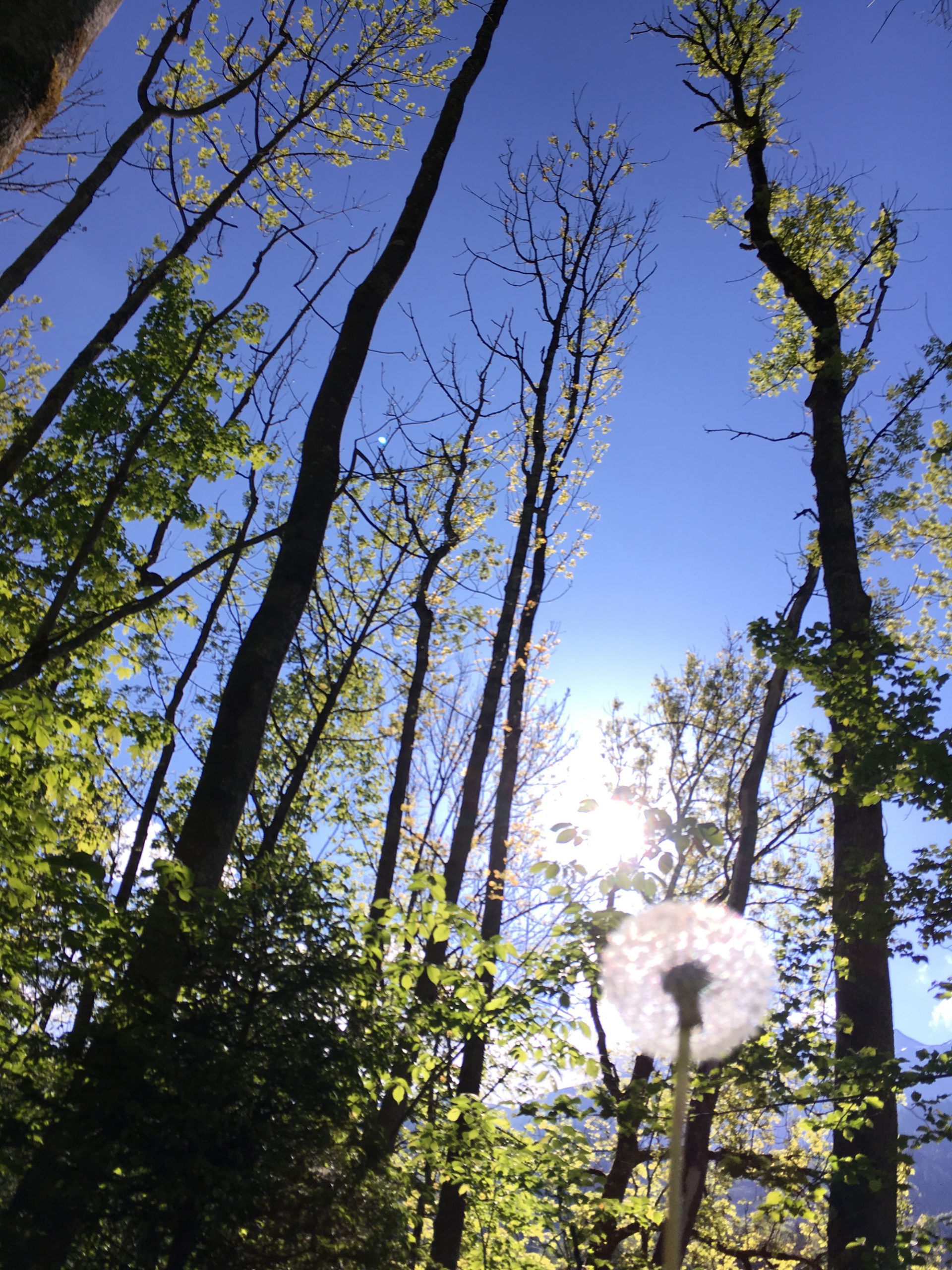Bäume mit blauem Himmel